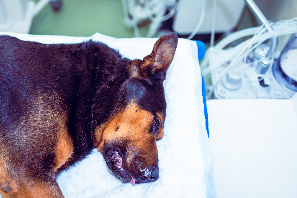 What Are Symptoms of Canine Distemper? Dogs Vaccination